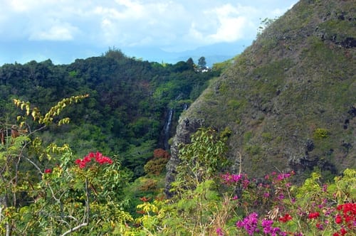 spring flowers - kauai